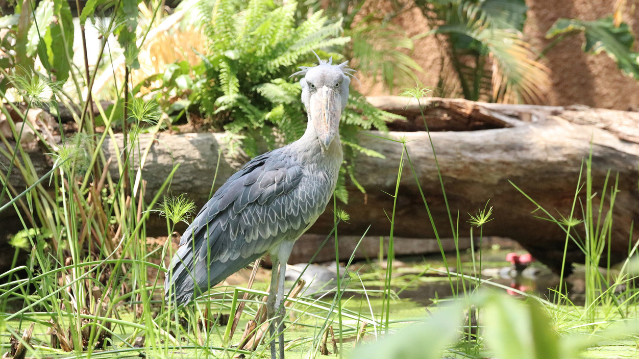 「神戸どうぶつ王国」入園券付きプラン≪素泊まり（食事なし）≫