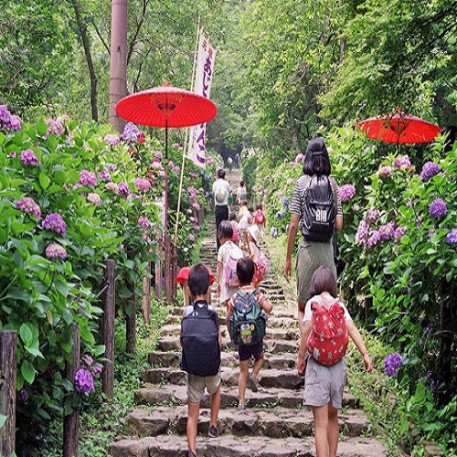 芭蕉の里黒羽城址公園紫陽花祭り