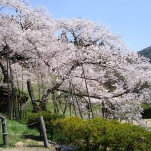 臥龍桜