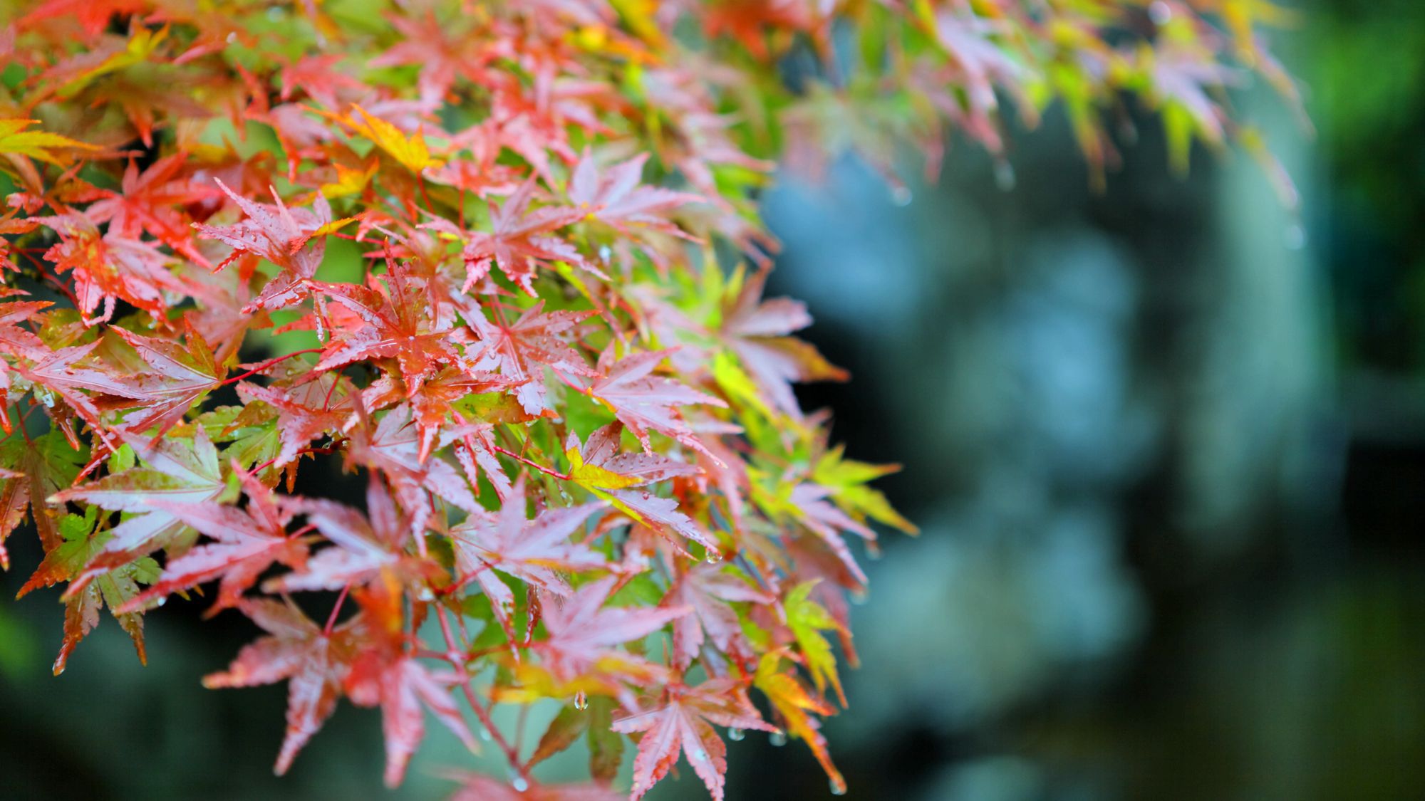 ★高台の緑に囲まれた静かな宿でございます。