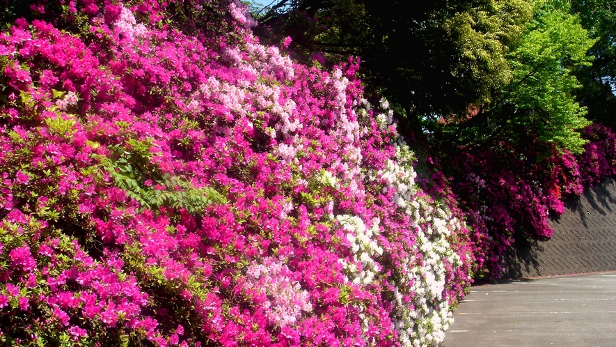 ★ＧＷ頃が見頃♪春の庭を彩る色とりどりの「つつじの花」が垣根２０ｍ程続きます。