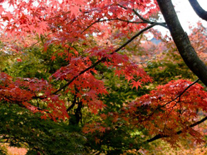 ,;* 京都大原 紅葉三昧,;*〜三千院・宝泉院・寂光院〜