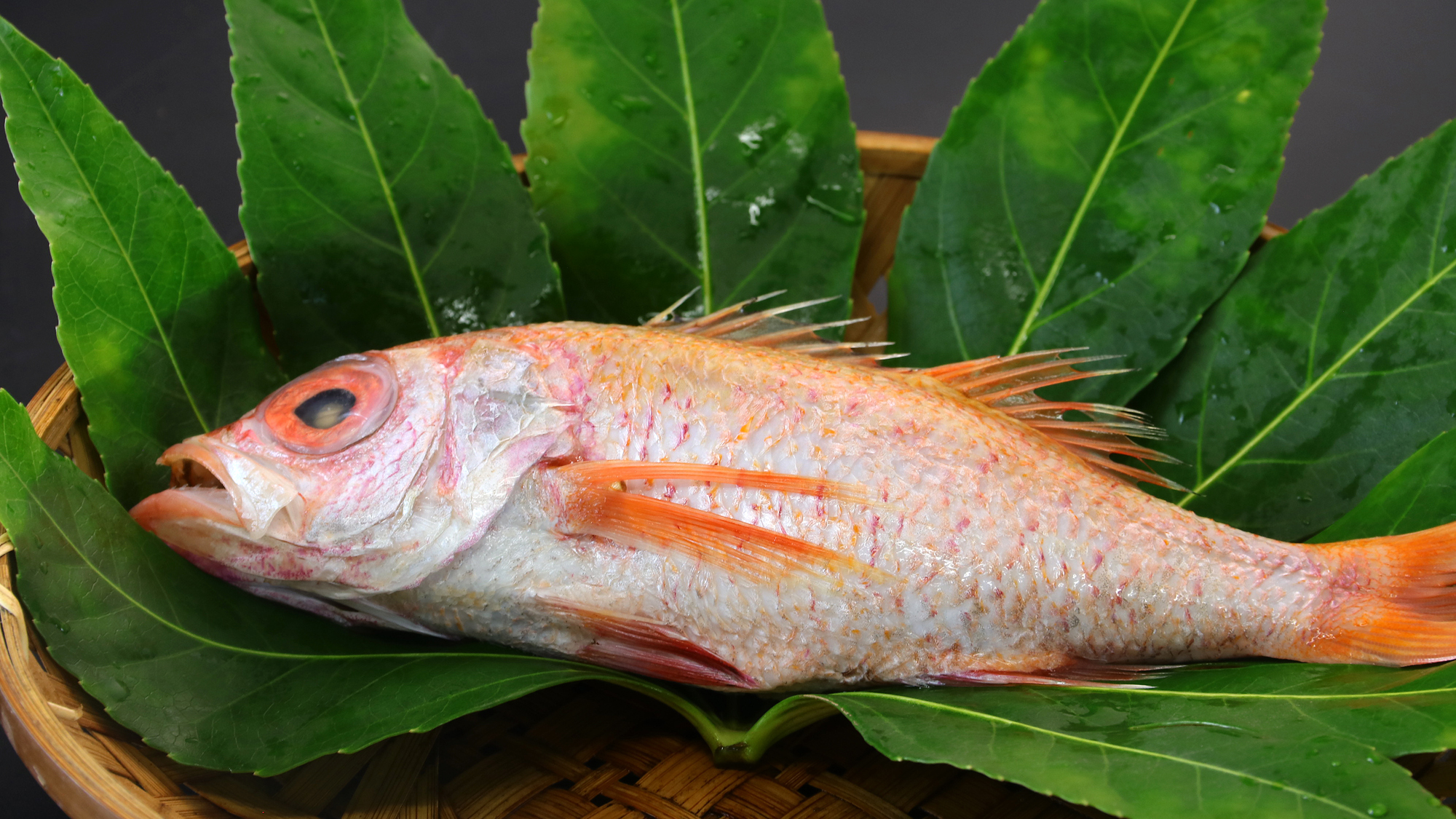 【のどくろ】脂がしっかりとのった島根ののどぐろ