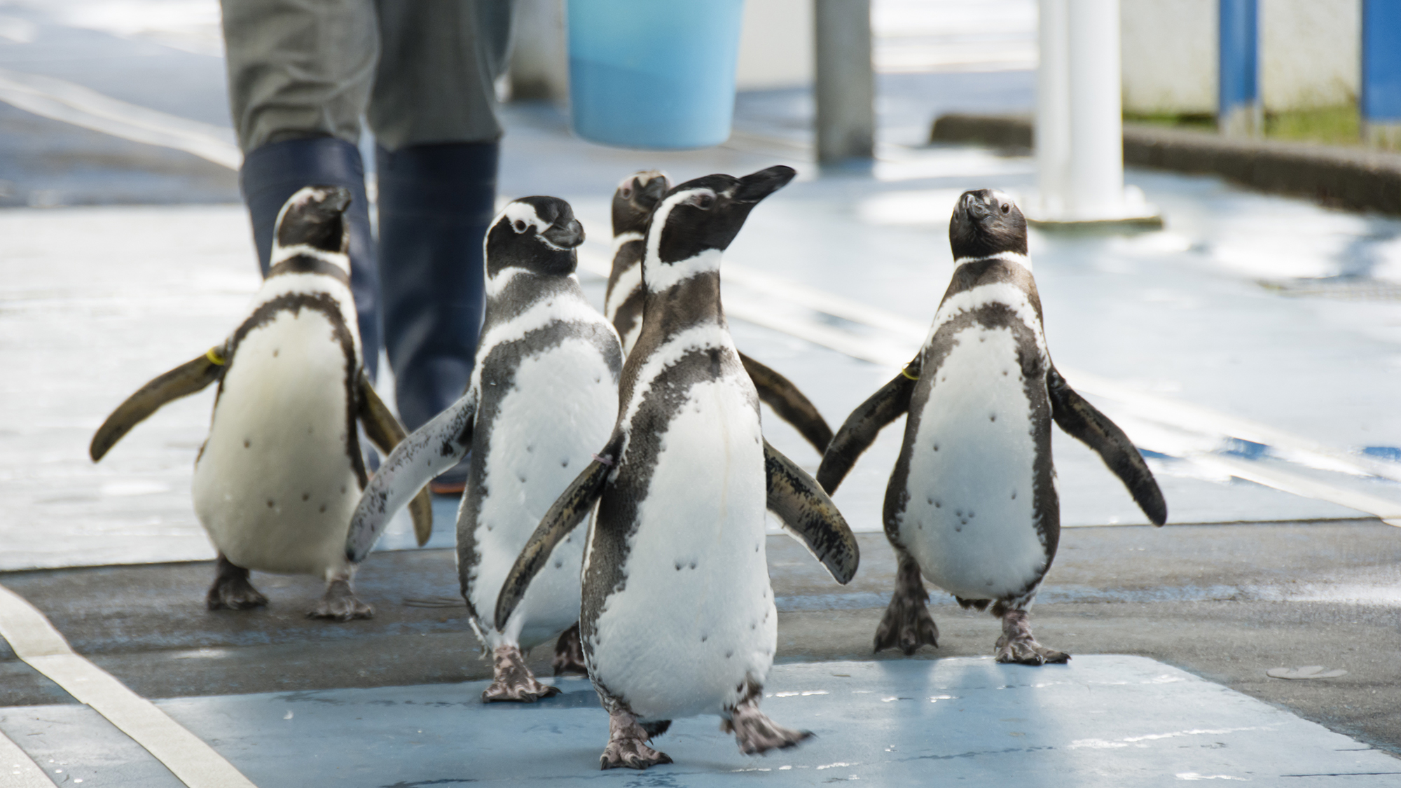 のとじま水族館