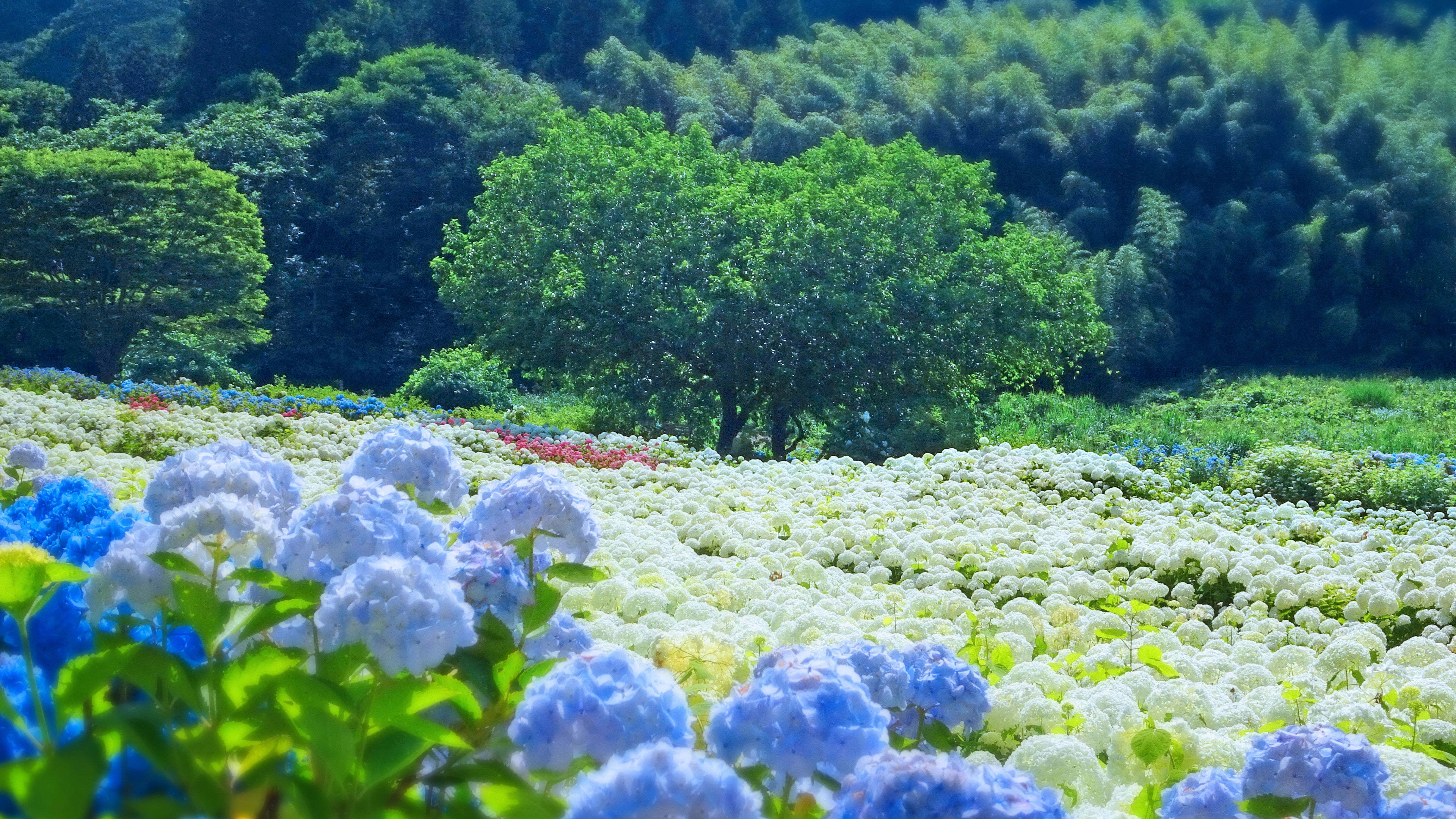 あじさい園