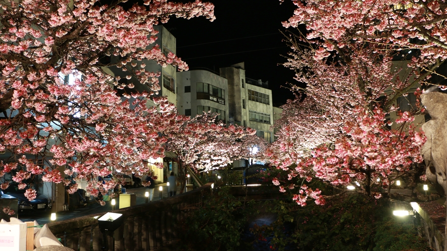 糸川　夜桜ライトアップ