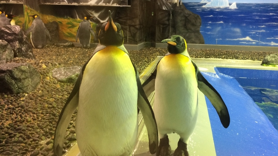 【お子様定額！夏休みファミリー】芝政・越前水族館へ車35分●8月は湖上花火！お子様すき焼き付●2食付