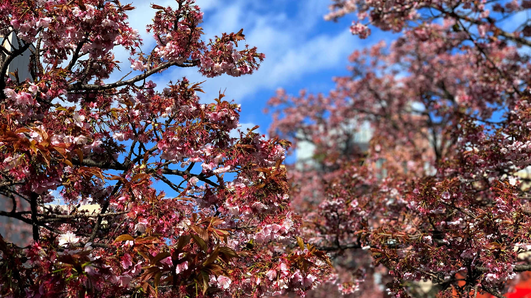 【早春の熱海】梅まつりと桜まつりを満喫！（1泊2食・飲み放題付き）
