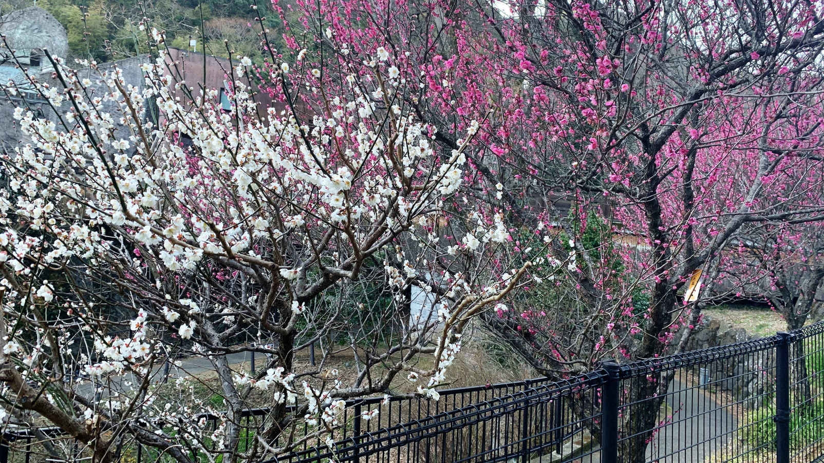 【早春の熱海】梅まつりと桜まつりを満喫！（1泊2食・飲み放題付き）