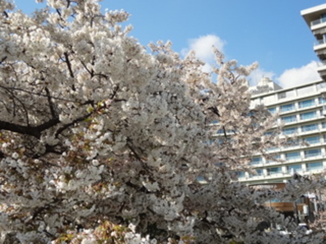 ホテル前の桜一例①
