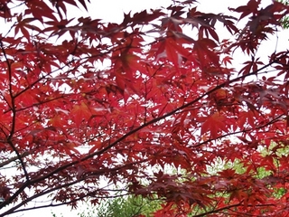 熱海梅園【紅葉】