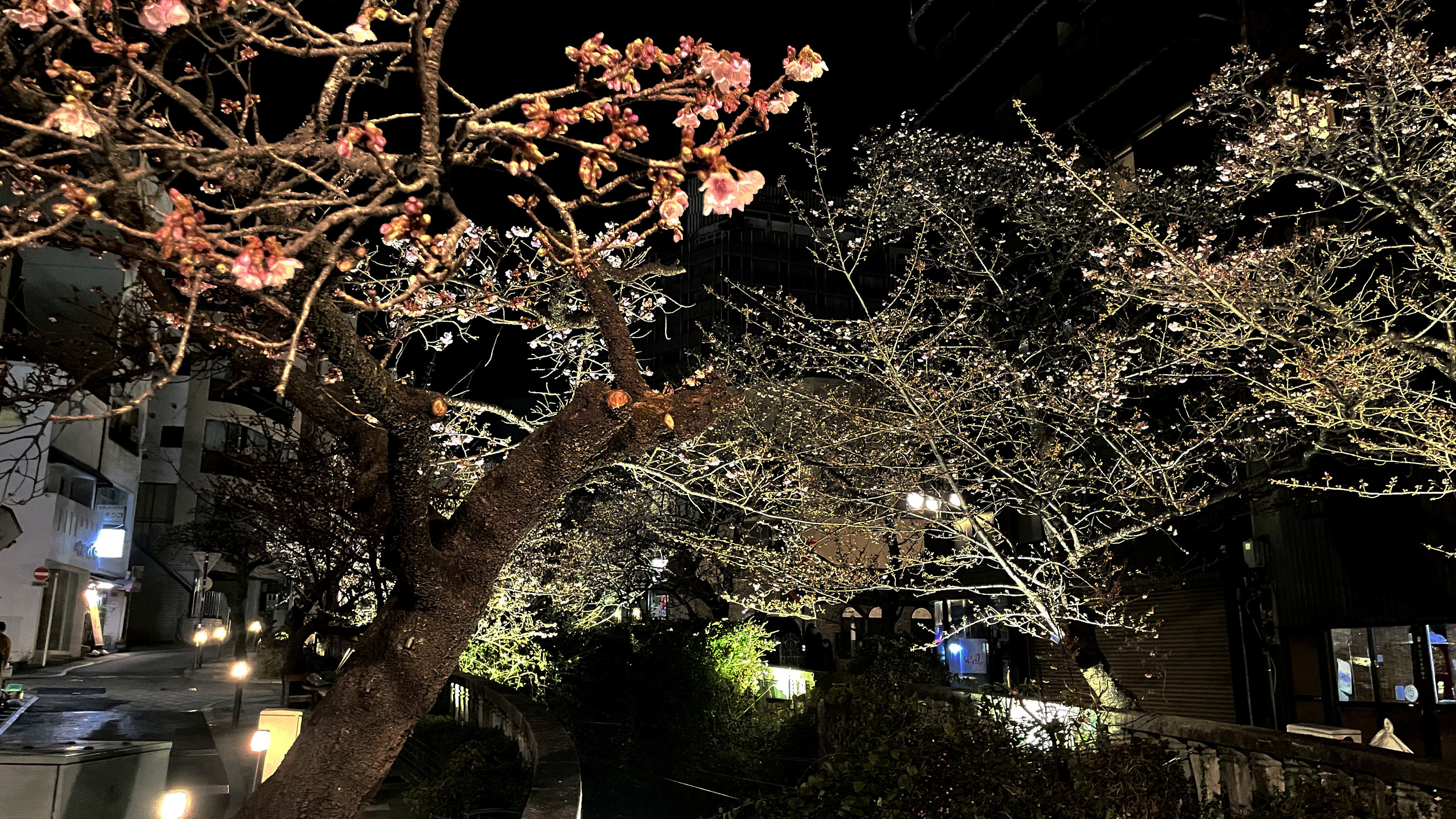 熱海夜桜