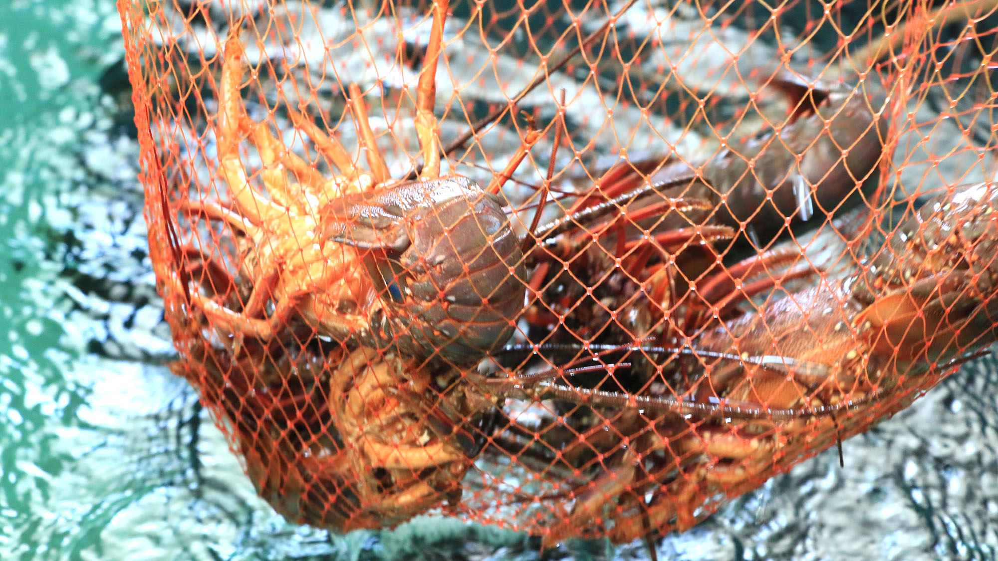 伊勢海老　水揚げ