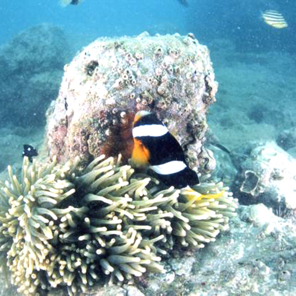 【水中写真】クマノミ