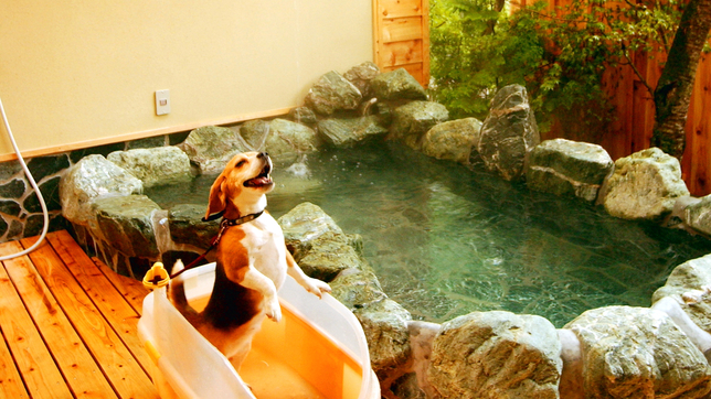 ペンション アニマーレ にゃんまげに会いに行こう 日光江戸村パック 貸切露天風呂でペットと温泉浴 楽天トラベル