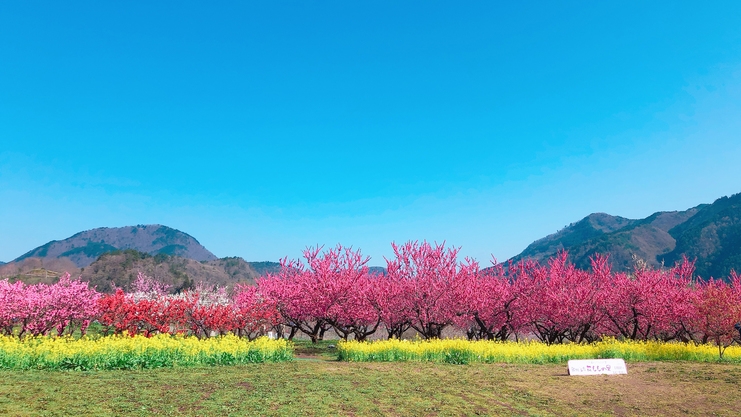 春爛漫【カード決済限定・１０％オフ】花見山や花ももの里への散策後は温泉とバイキング！