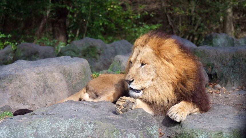 【東北サファリパーク入園券付き】大迫力の猛獣も間近に感じて、動物好きは大興奮！？思い出確約体験プラン