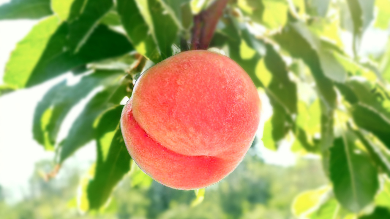フルーツ大国福島の桃３０分間食べ放題！とって楽しい！食べておいしい！果樹園の売店利用で使える特典付き