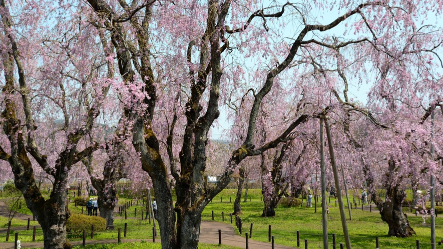 米内浄水場の桜／当ホテルからお車で約20分（9km）