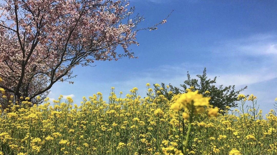 【季節のお花】