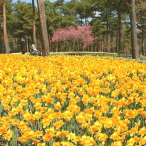 ひたちなか市　海浜公園水仙