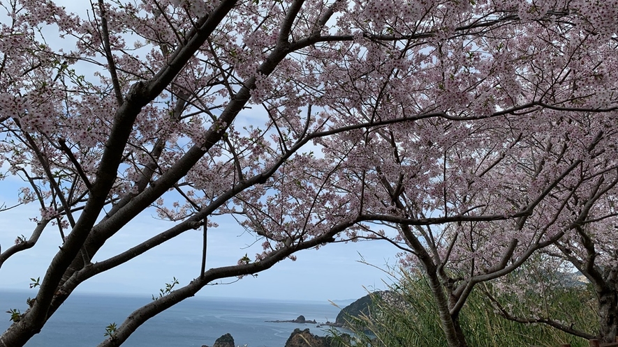 十三仏公園の桜