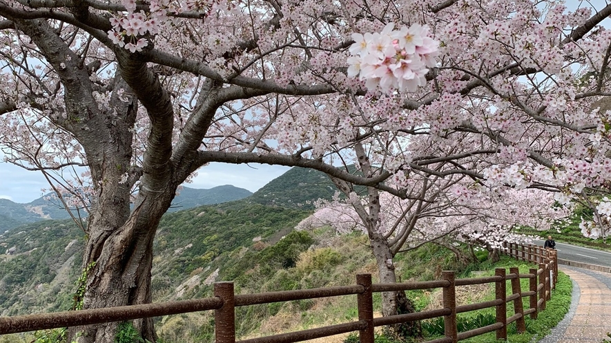 十三仏公園の桜並木
