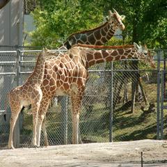 「いしかわ動物園」