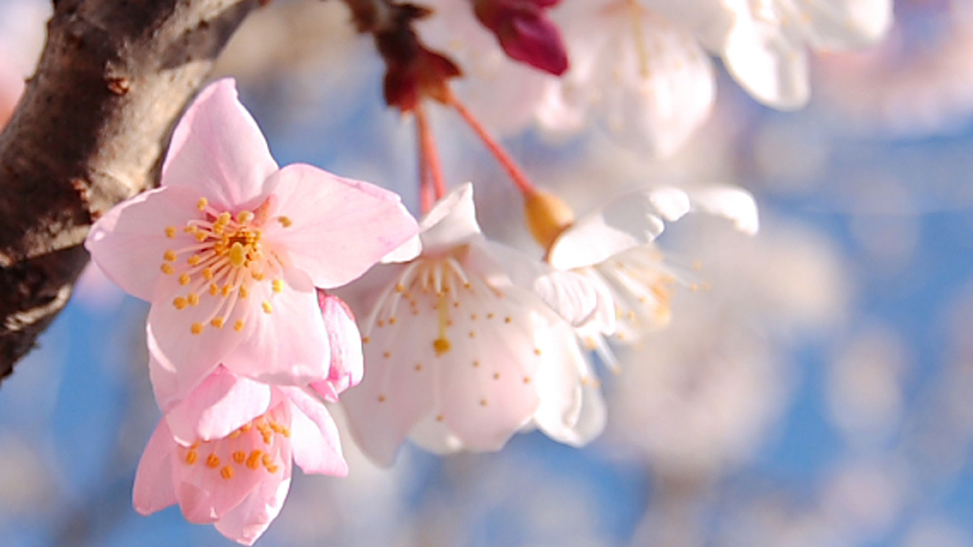 琵琶湖沿いの桜並木まで車ですぐ！その桜並木を抜けてさらに進むと滋賀県有数の桜の名所【海津大崎】へ♪ 