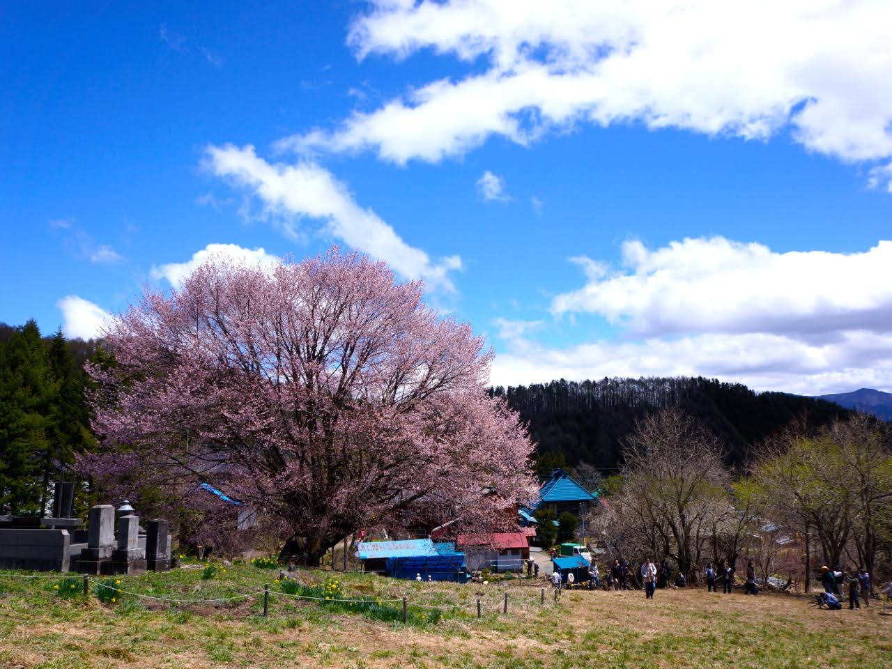 ＧＷ周辺観光・天王桜