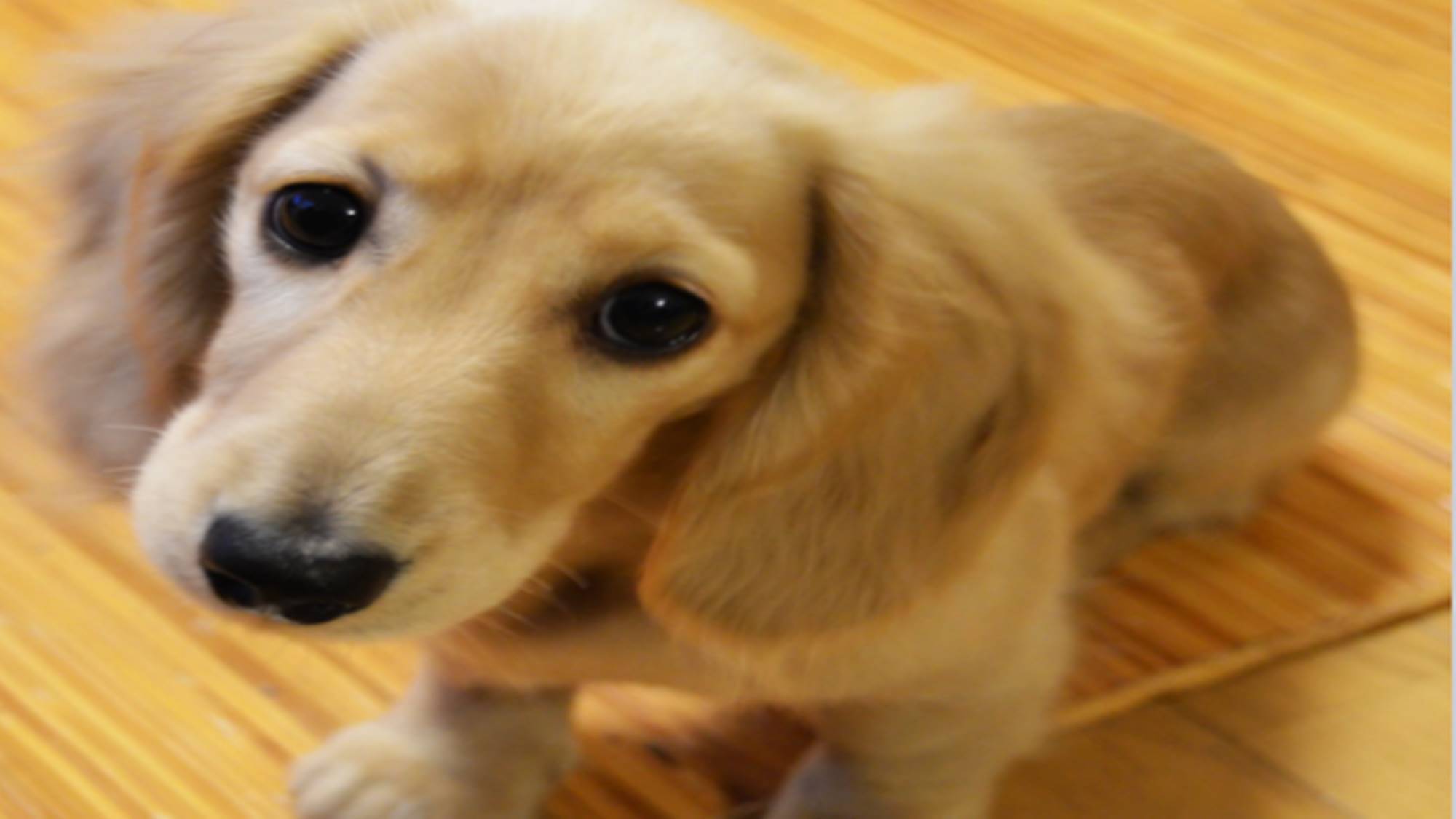 《　ペットと一緒♪　》〜大好きな愛犬と時間を縛られずにゆったりステイ〜【　素泊まり　】