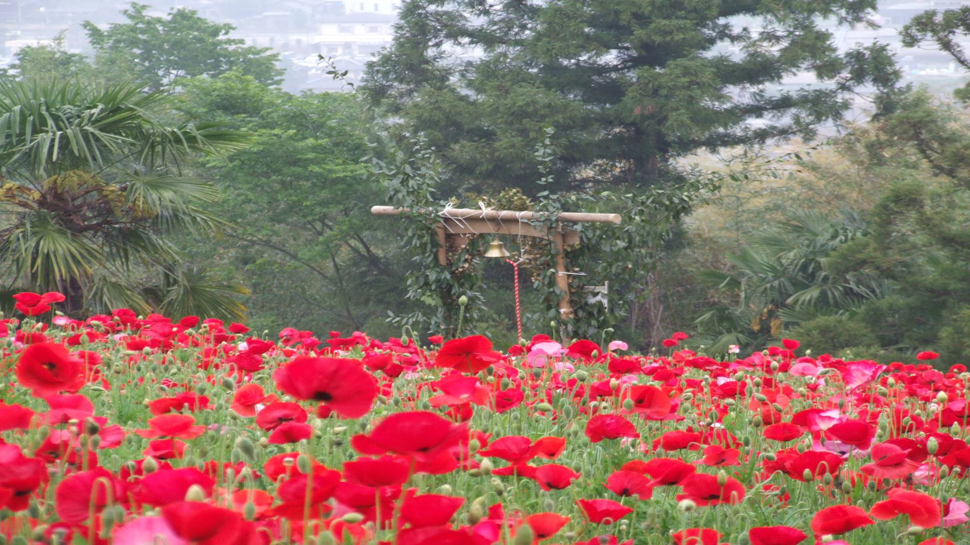 *ポピー畑  お花に囲まれて♪写真スポットとしても人気！