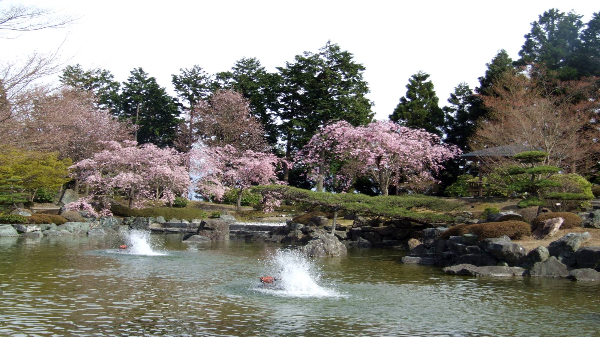 *桜の季節