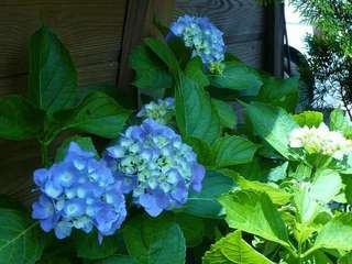 毎年、6月から7月にかけてペンションの花壇に咲く紫陽花。