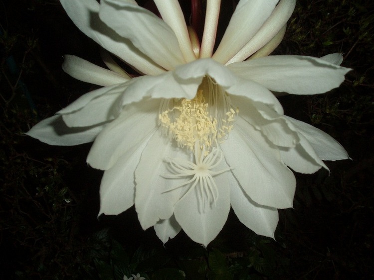Night Beauty