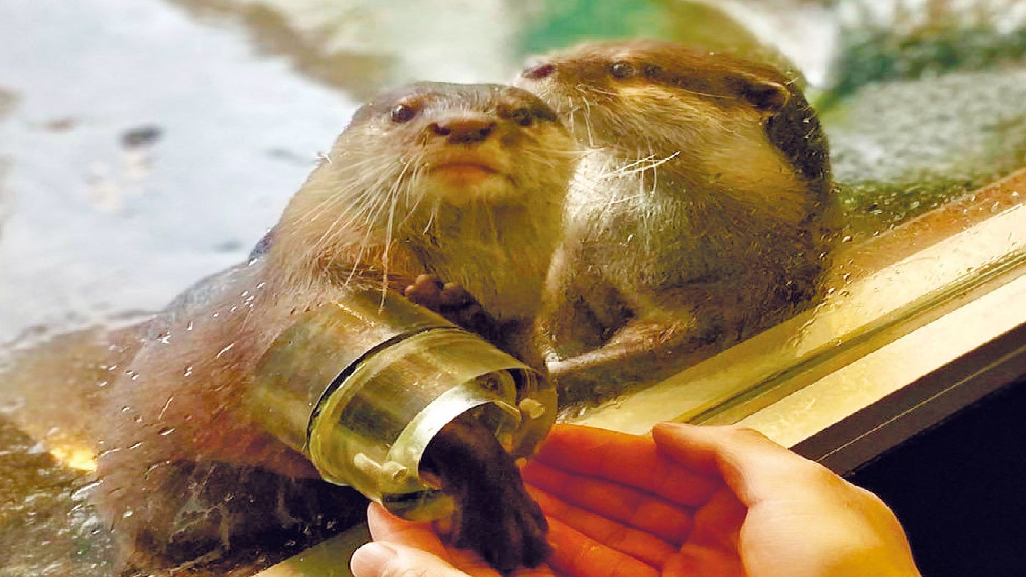 箱根園水族館　コズメカワウソと握手