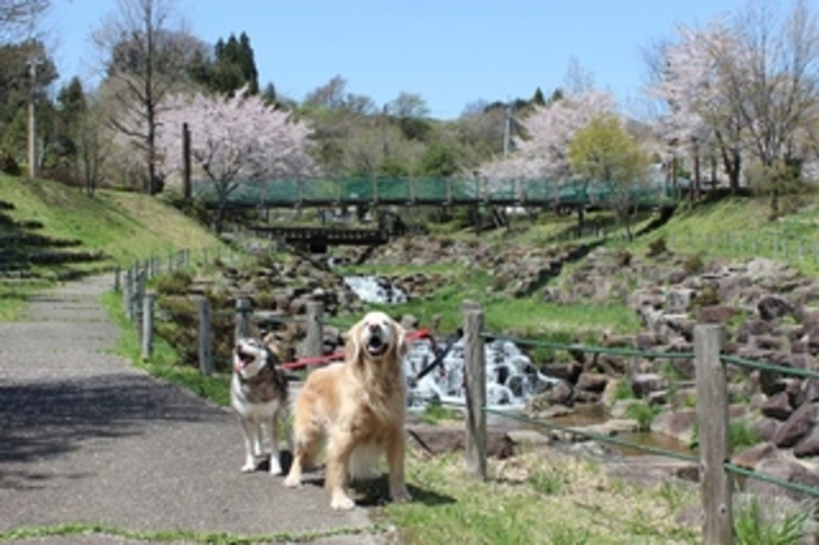 ワンコと桜