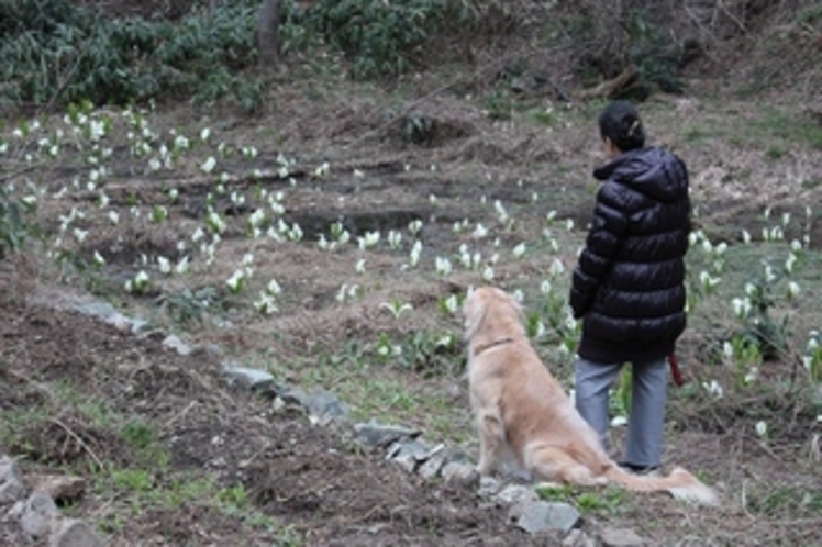 水芭蕉