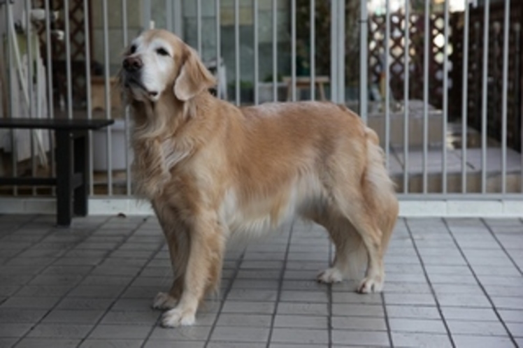 看板犬ラブ