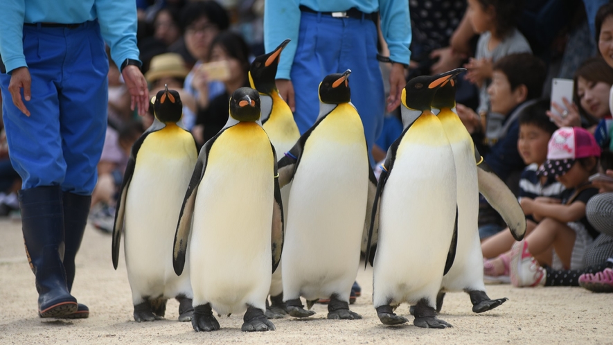 長崎観光｜長崎ペンギン水族館