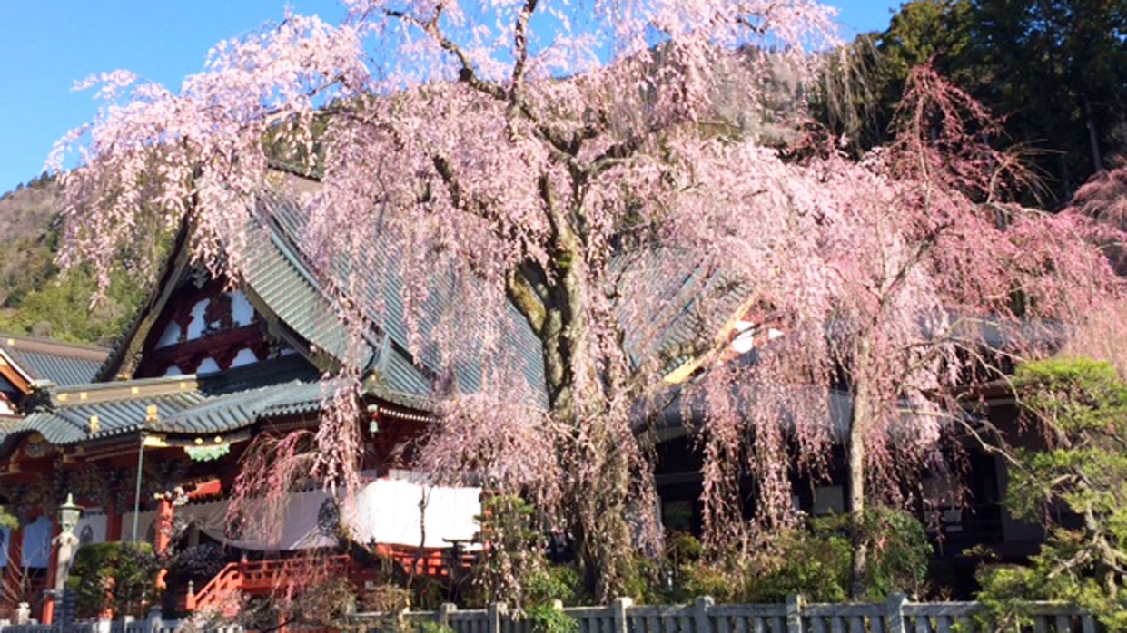 【１泊２食付き】基本プラン★無料送迎付き「身延山 朝のおつとめ」体験プラン（自由参加）