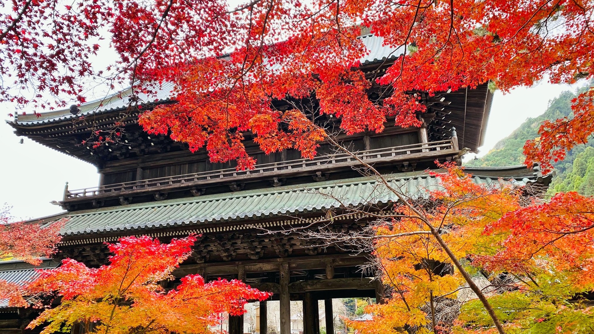 *【季節の画像/11月の紅葉】三門周辺はキレイな紅葉スポットです