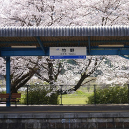 竹野駅の桜