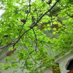 玄関にあふれる緑