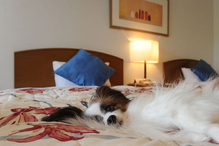 ≪ペットルーム☆素泊まり≫わんちゃんと一緒に旅を♪1日1組限定・徒歩3分ビーチでのお散歩も◎