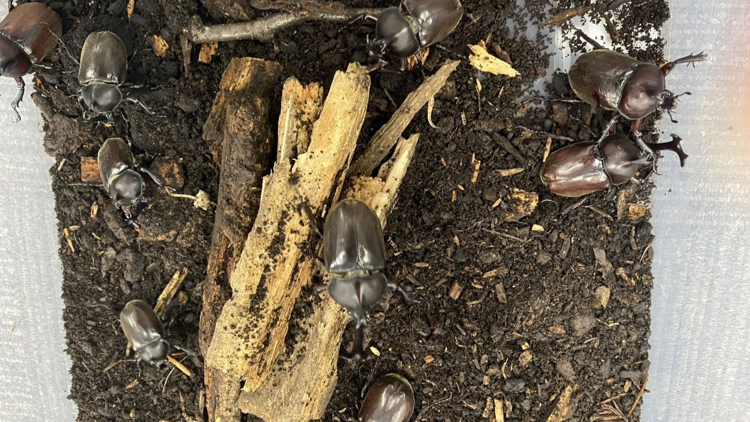 【夏休み！昆虫好きさん集まれ〜！】＼カブトムシ or クワガタプレゼント！／【ご夕食はバイキング♪】