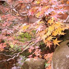 秋の日本庭園