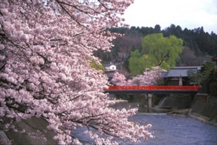 飛騨高山の代名詞「赤い中橋」と桜