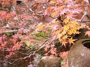 晩秋の庭