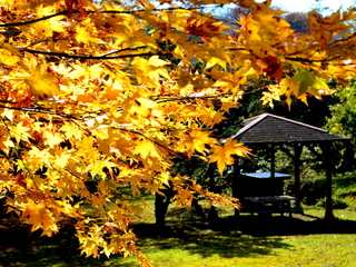 渓風園の紅葉